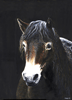 Exmoor Pony Stallion