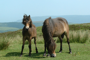 Exmoor Pony and Foal