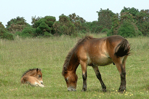 Exmoor Pony and Foal