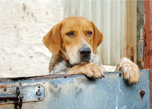 Hound at the door