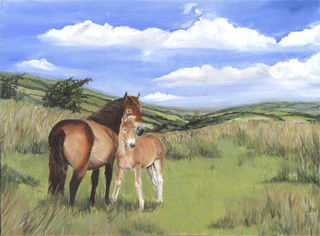 Exmoor mare and foal