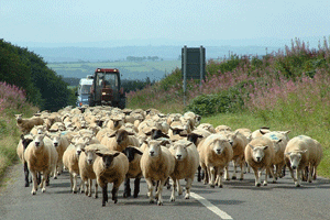 Sheep in the road