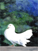 Dove of Peace