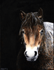 Exmoor Pony Stallion in the Rain