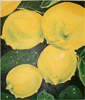 Lemons