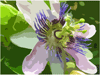 Passionflower