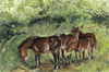Ponies in the shade