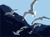 Seagulls