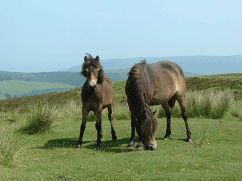 Brompton Regis